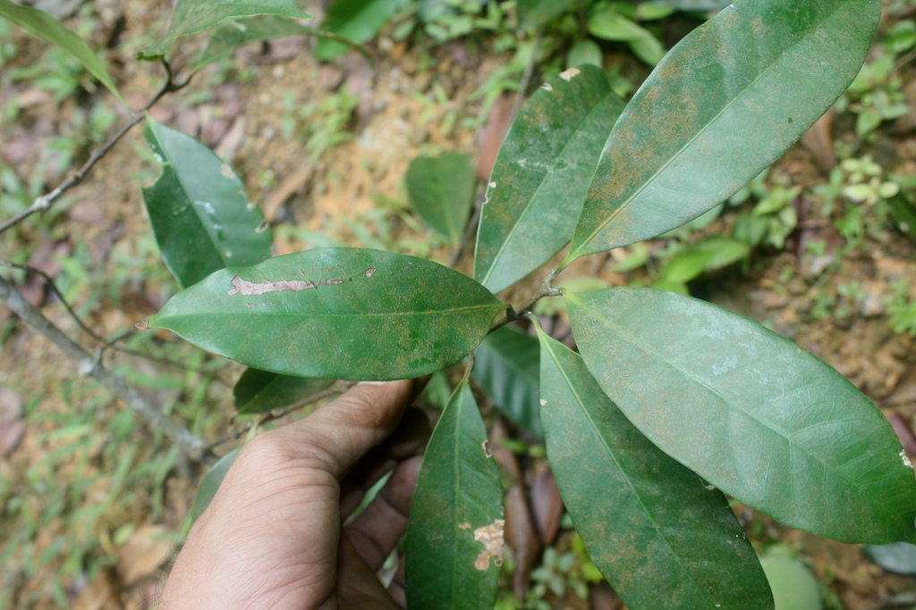 Willughbeia angustifolia
